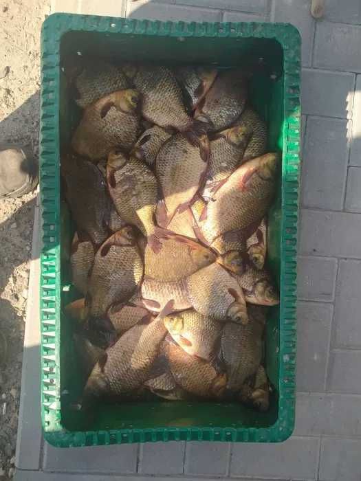 PŁOĆ- sprzedaż ryb konsumpcyjnych