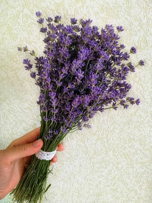 Лаванда свіжа, букет лаванди