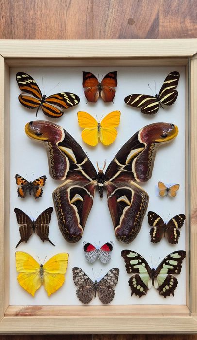 Gablotka motyle Archaeoattacus Diaethria Marpesia i inne na ścianę