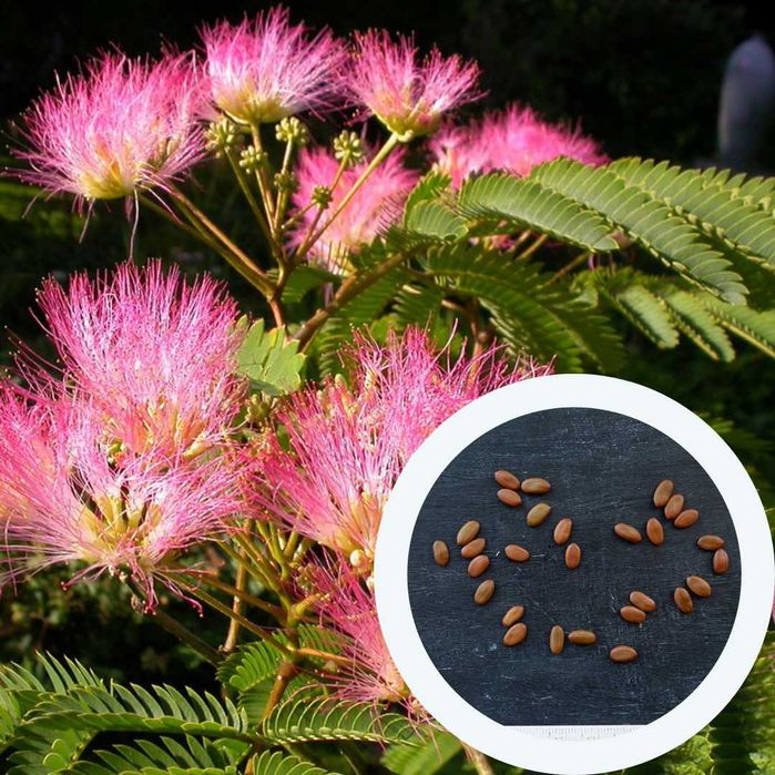 Альбіція насіння (20 шт) ленкоранська акація мімоза шовкова семена