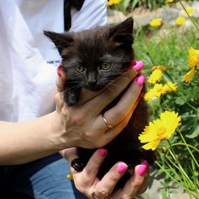 Котик шукає родину