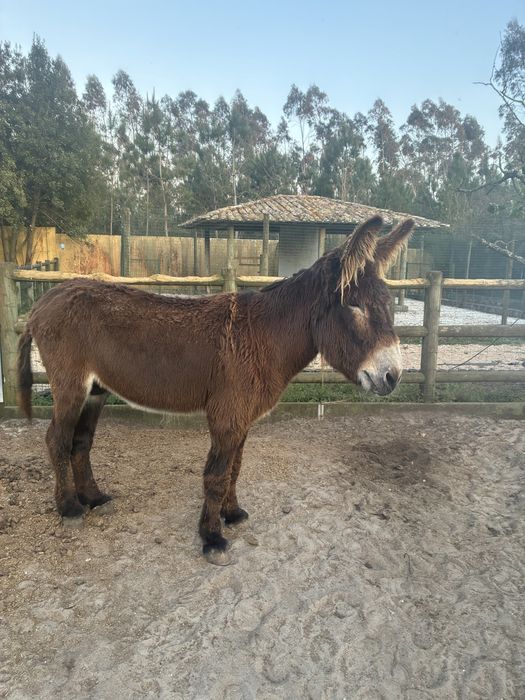 Burro Mirandês.