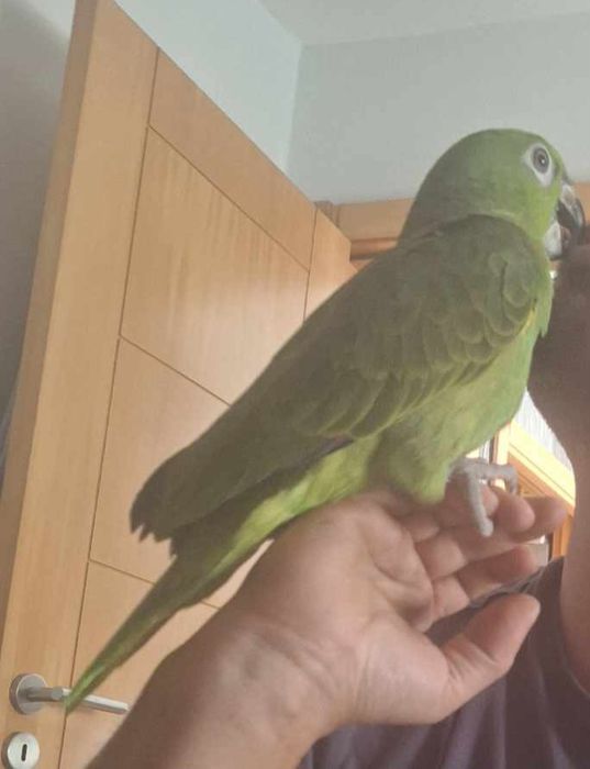 Papagaio ochrocephala