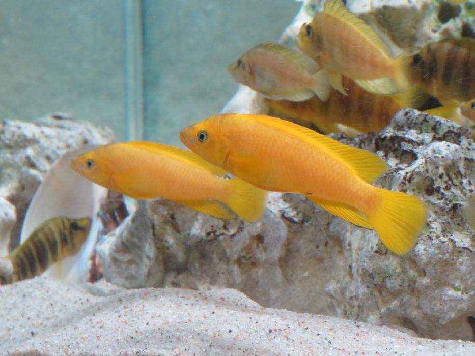 Neolamprologus leleupa tanganika 2 f1