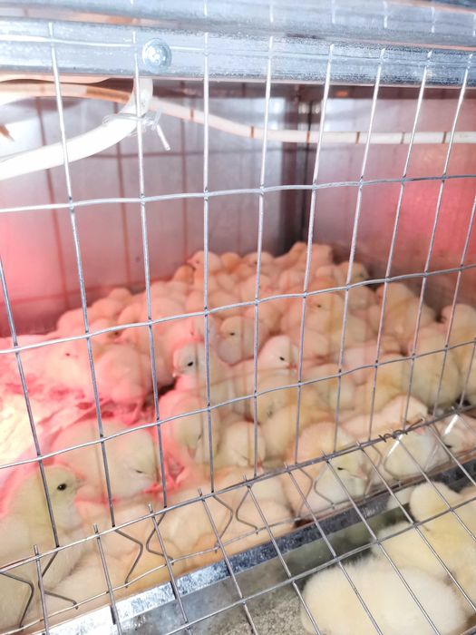 Бройлер кобб500. Цыпленок суточный