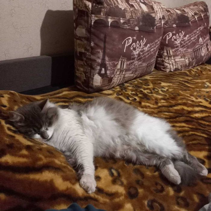 Котейка шукає домівку