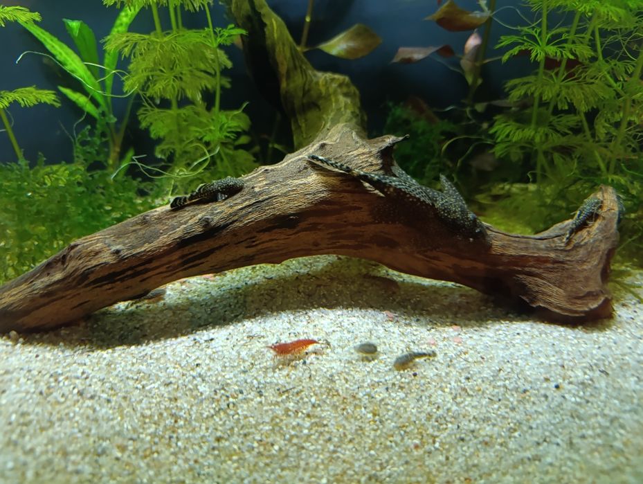 Glonojad zbrojniki pospolity