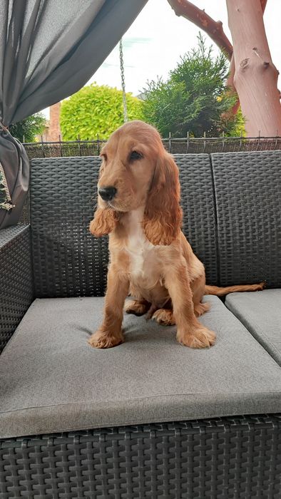 Cocker spaniel piesek