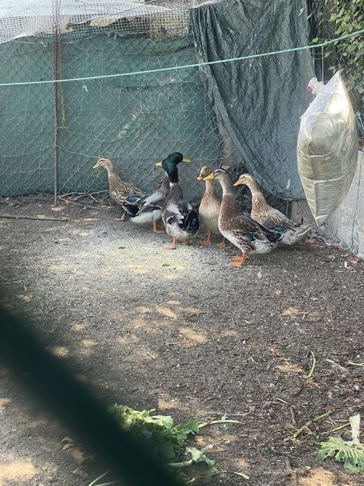 Casal de patos rouen