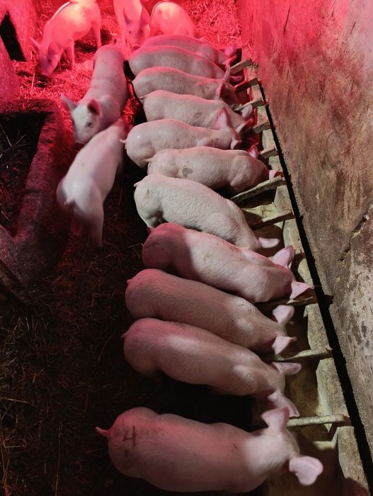 Продаж поросят  трьохпородка на відгодівлю