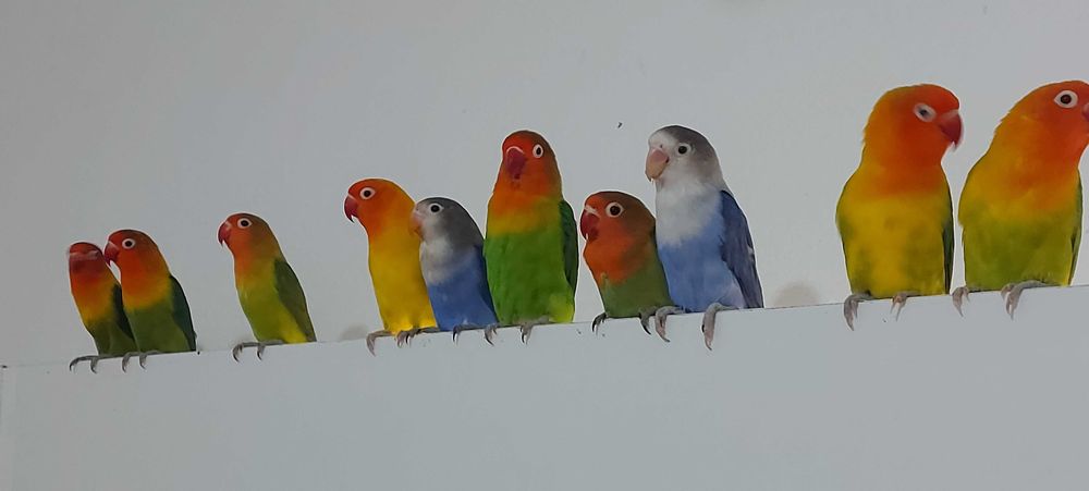 Agapornis Fischers Opalino.