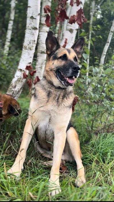 Do adopcji samiec w typie owczarka niemieckiego