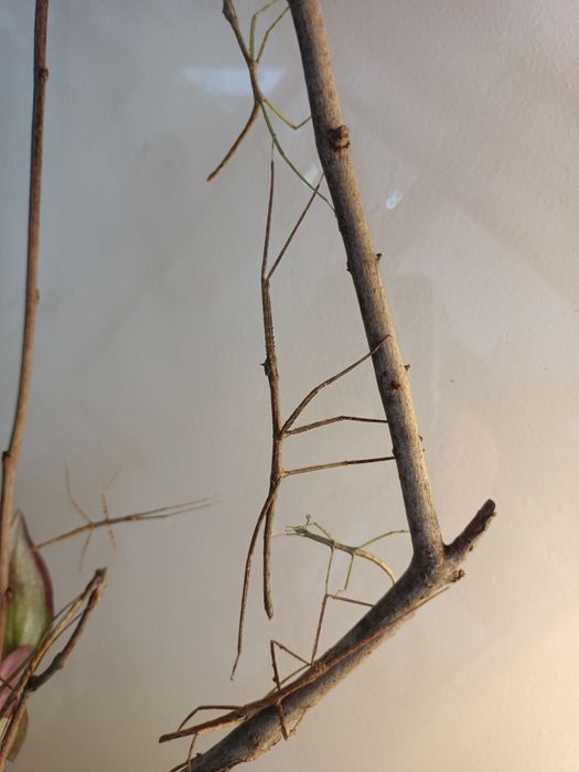 Oddam patyczaki rogate