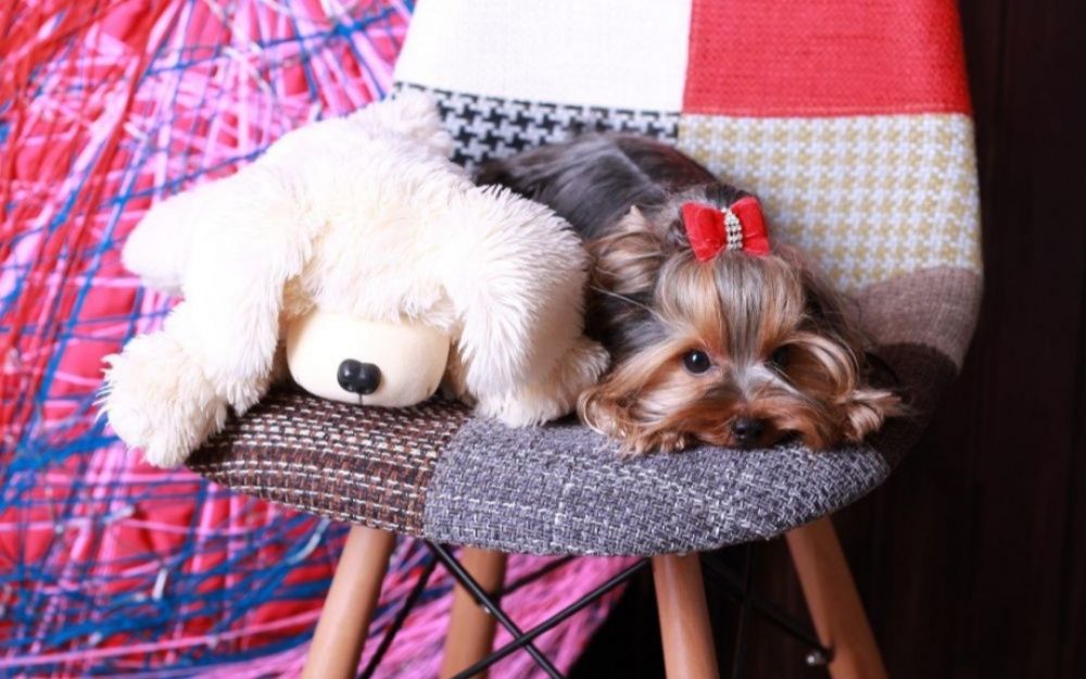 Міні йорки для в"язки, КСУ!!!