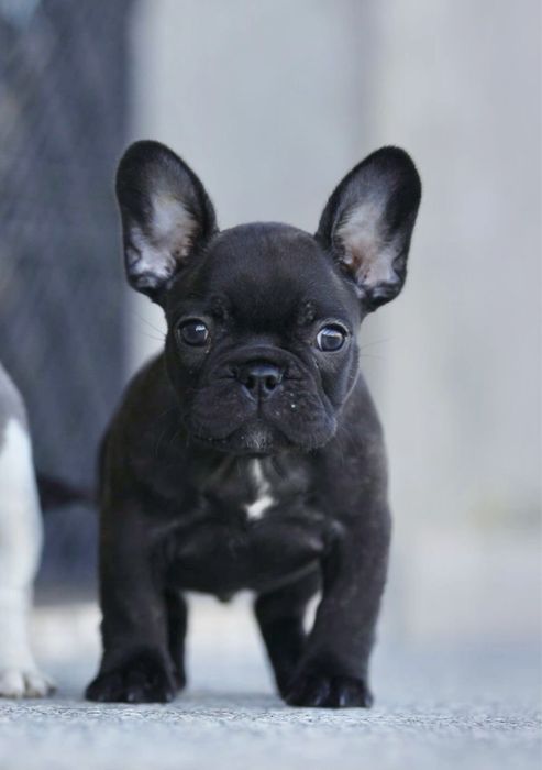 цуценята французького бульдога