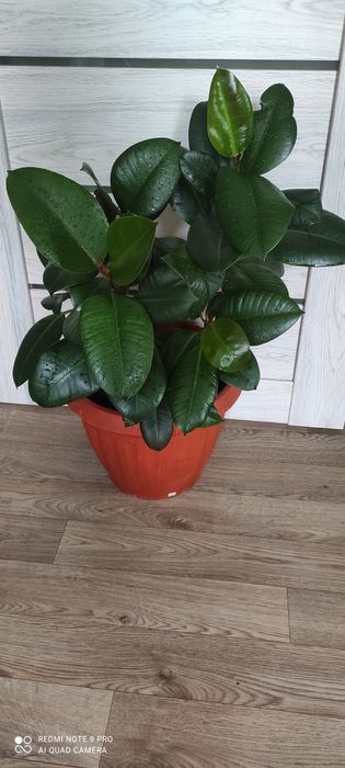 Фикус эластик  крупное растение