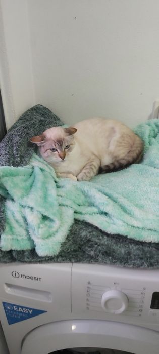 Gatinha junior esterilizada para adoção