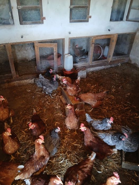 Ovos caseiros - galinhas do campo