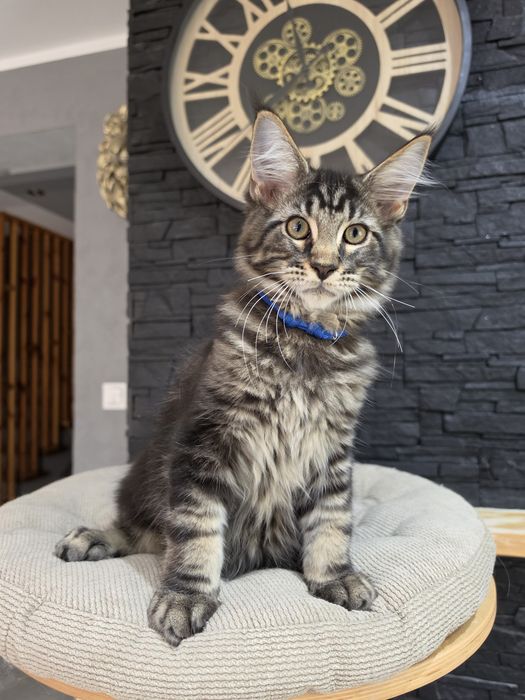 Archi kocurek  Maine Coon