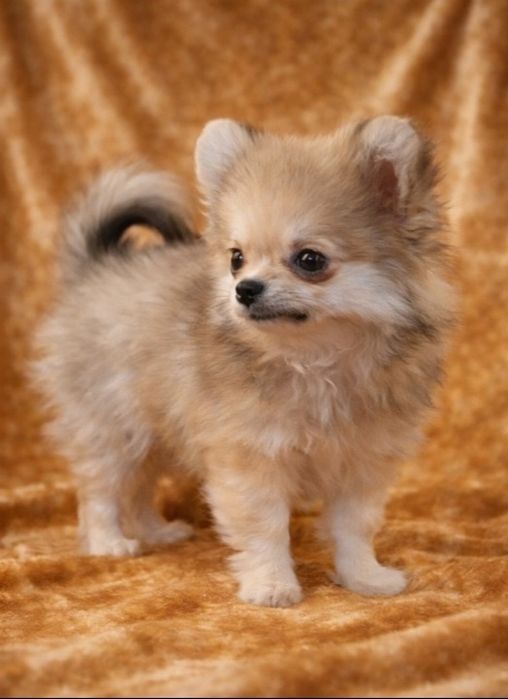 Помчик мини 4 месяца 750 грамм мини