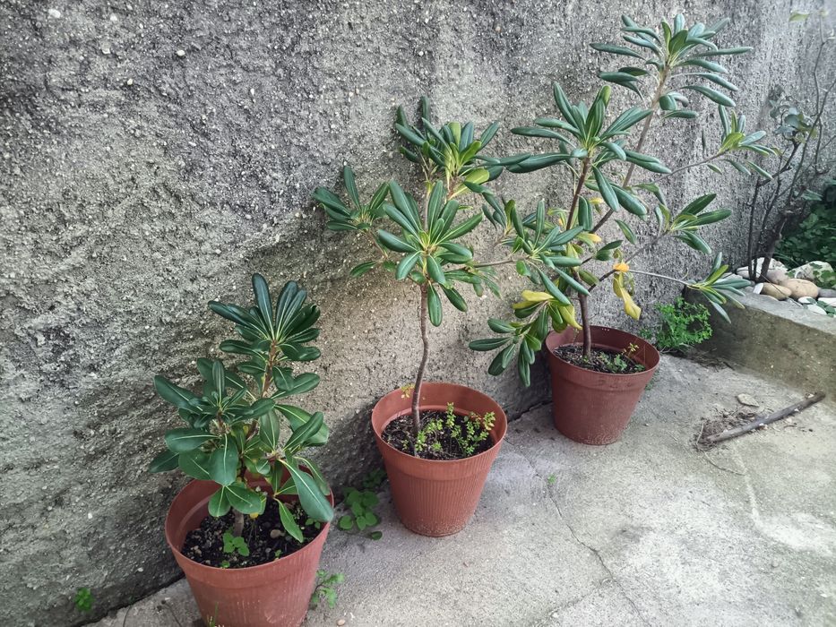 Árvore de jardim Pittosporum Tobira