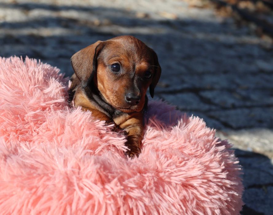 Teckel miniatura fêmea