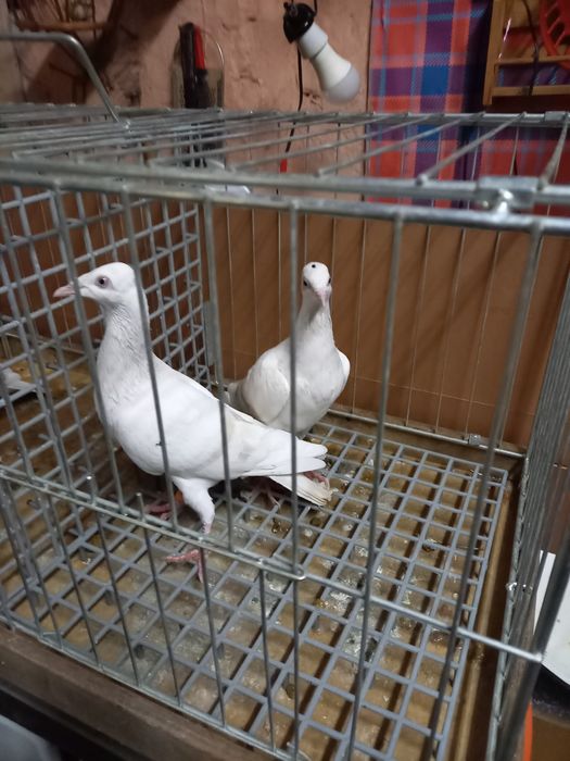 Gołębie pocztowe maslowe