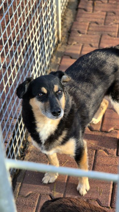 DAFI potrzebuje POMOCY !