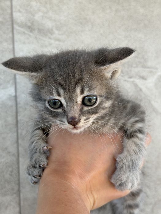 Віддамо в гарні руки кошеня