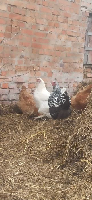 Інкубаційні яйця курей