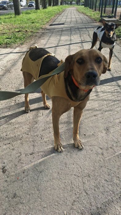 Собачки, собаки у хороші руки!