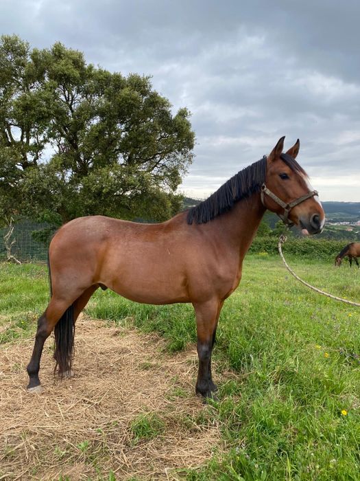 Cavalo lusitano com 9 anos
