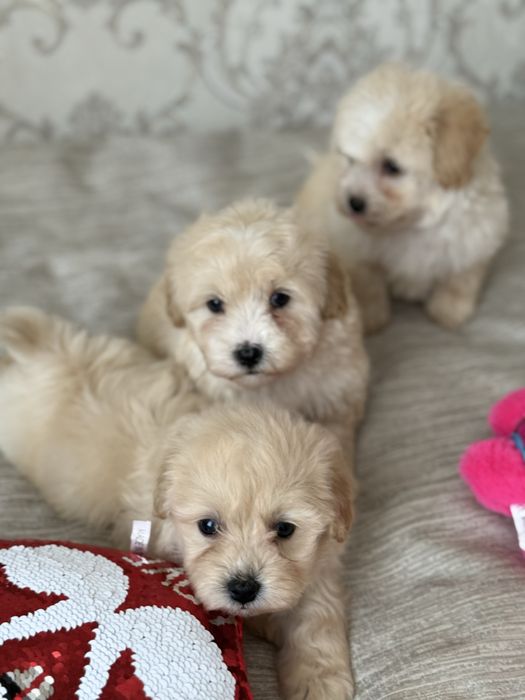 Чудовий подарунок на 8 березня Мальтипу