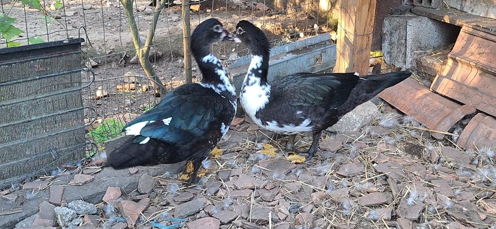 Patos mudos machos novos