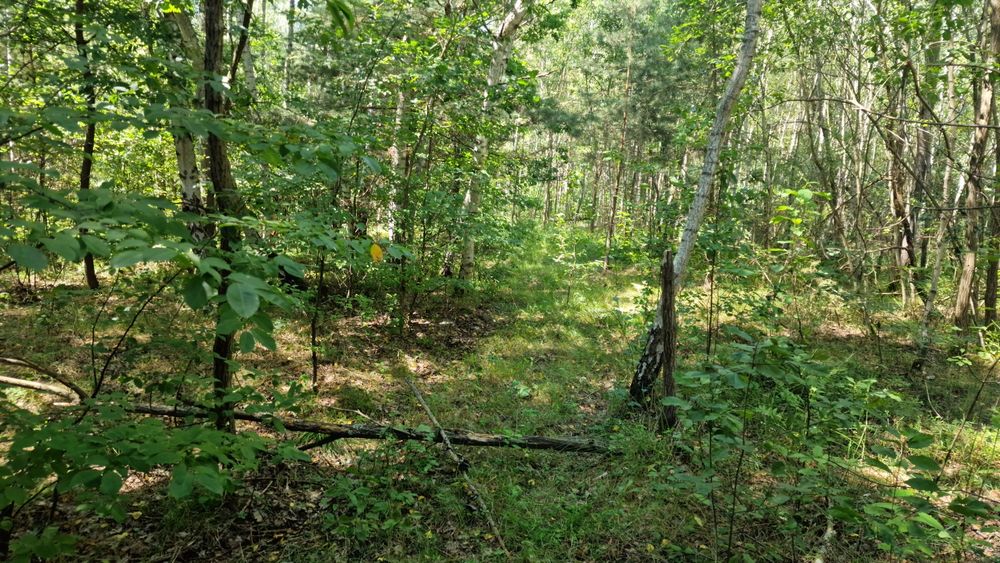 Działka rolno-leśna z warunkami zabudowy – Poddębowiec