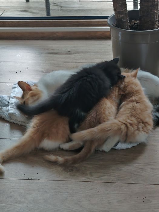 Kotki gotowe do adopcji