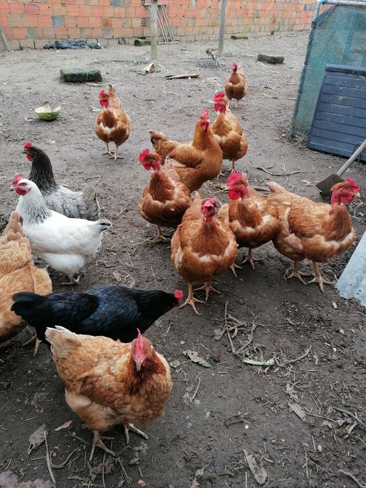 Galinhas de várias raças