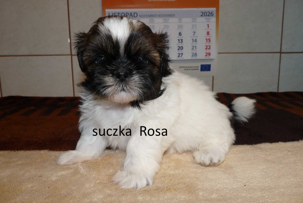 Shih tzu, suczka Rosa do odbioru od 30 października.