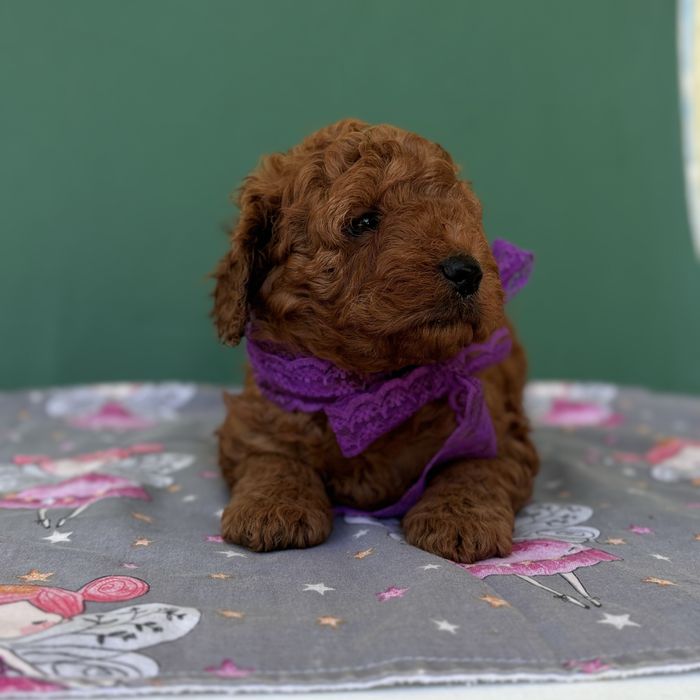 шикарний хлопчик у забарвленні RED BRAUN.