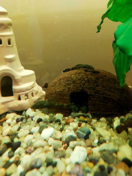 Sprzedam Glonojady zbrojniki.