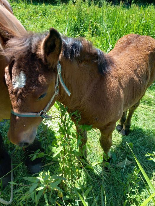 Egua belga pura  con poldra