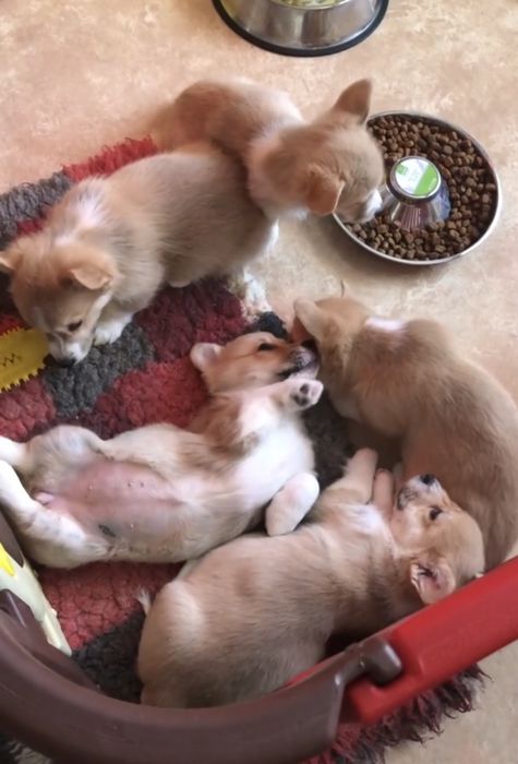 Девочки Коржики милашки чистокровные