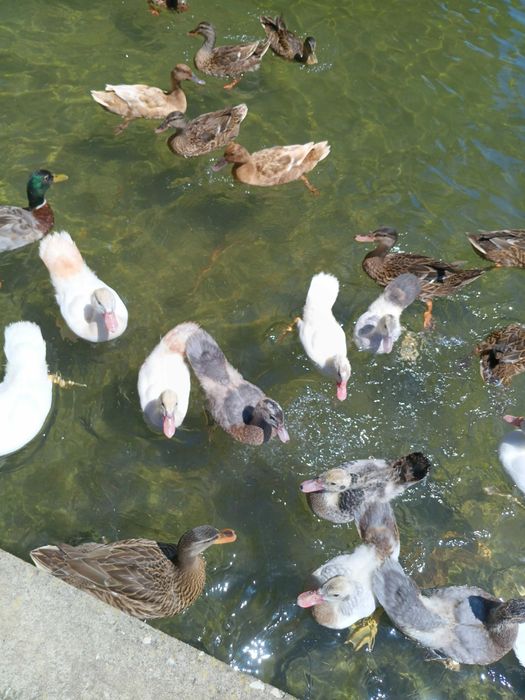 PATOS diversos nascidos e criados em liberdade