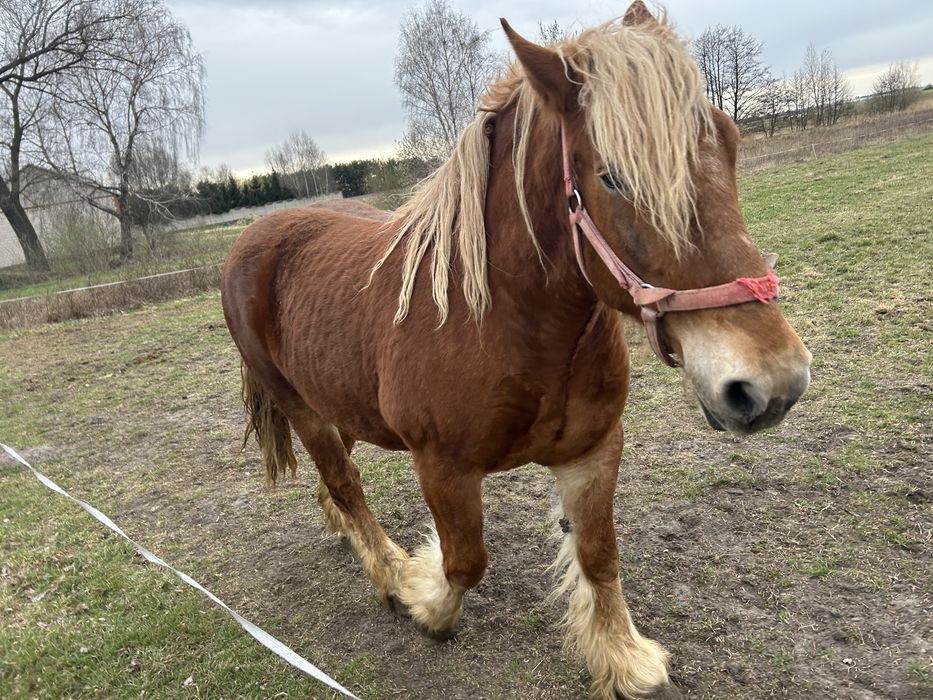 Kobyła polski koń zimnokrwisty