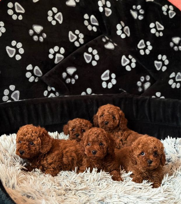 Той пуделя Red Браун