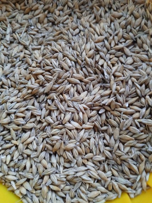 Sprzedam jęczmień siano