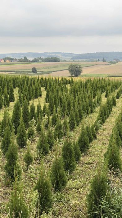 Tuje szmaragd 50-170cm Rokietnica