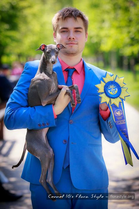 Щенки левретки в питомнике Flora Style. Киев, Украина.