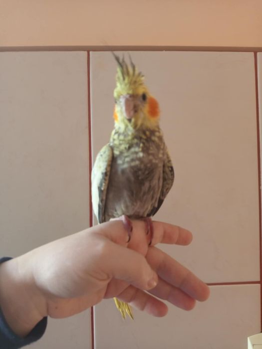 Młoda papuga Nimfa oswojona