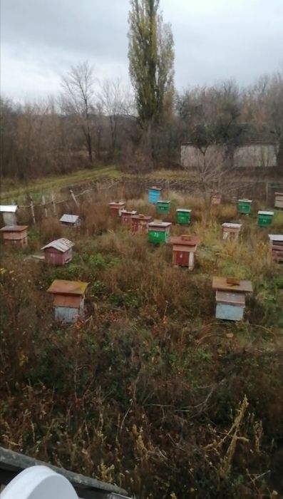 Пасіка, Вулики, Бджоли